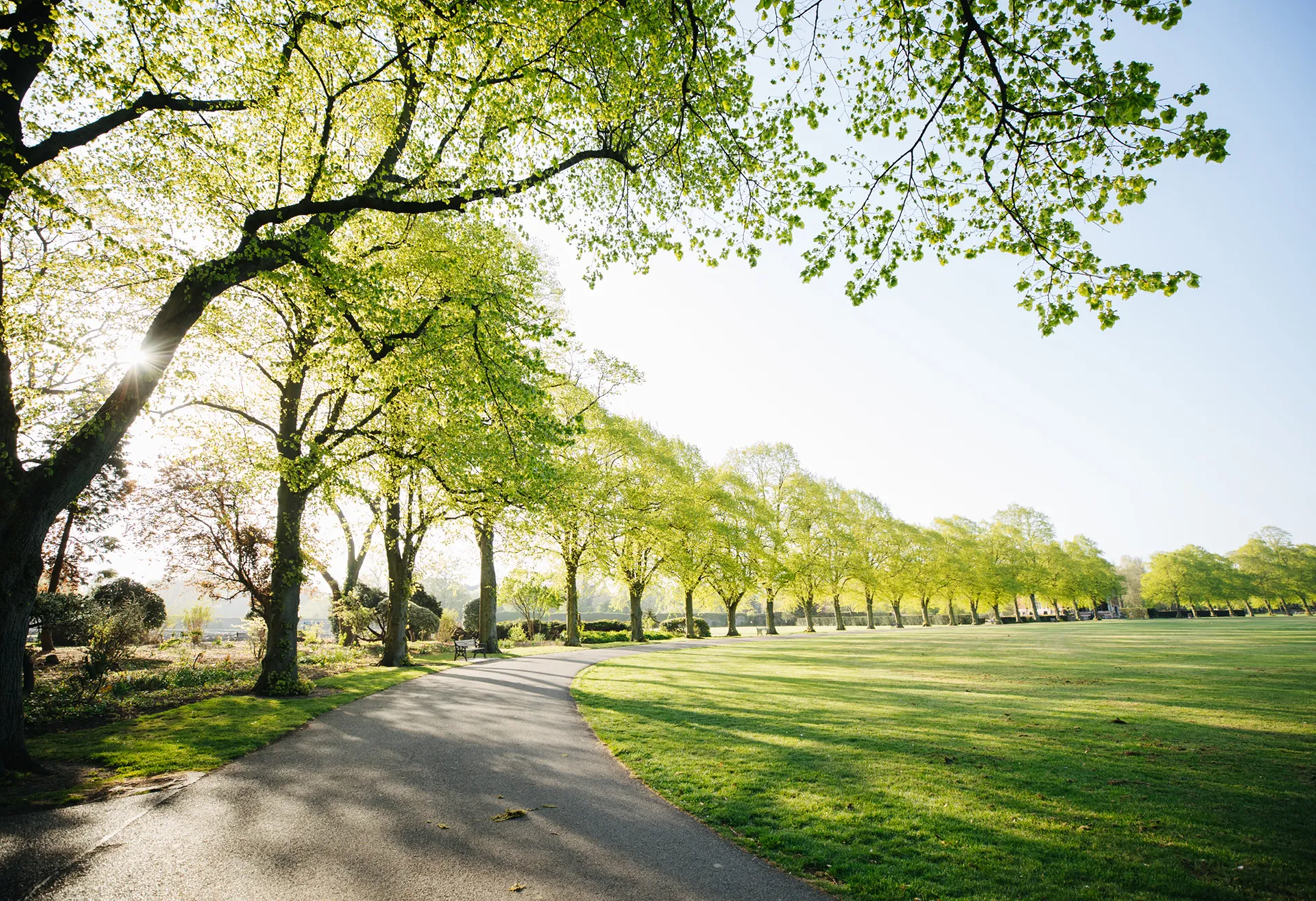 Tree-lined pathway under clear blue sky